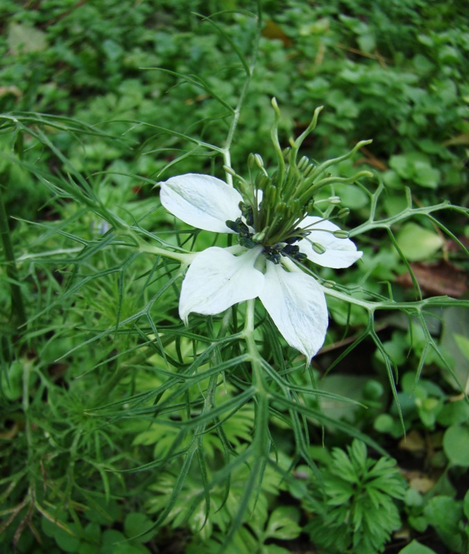 Image of Nigella damascena specimen.