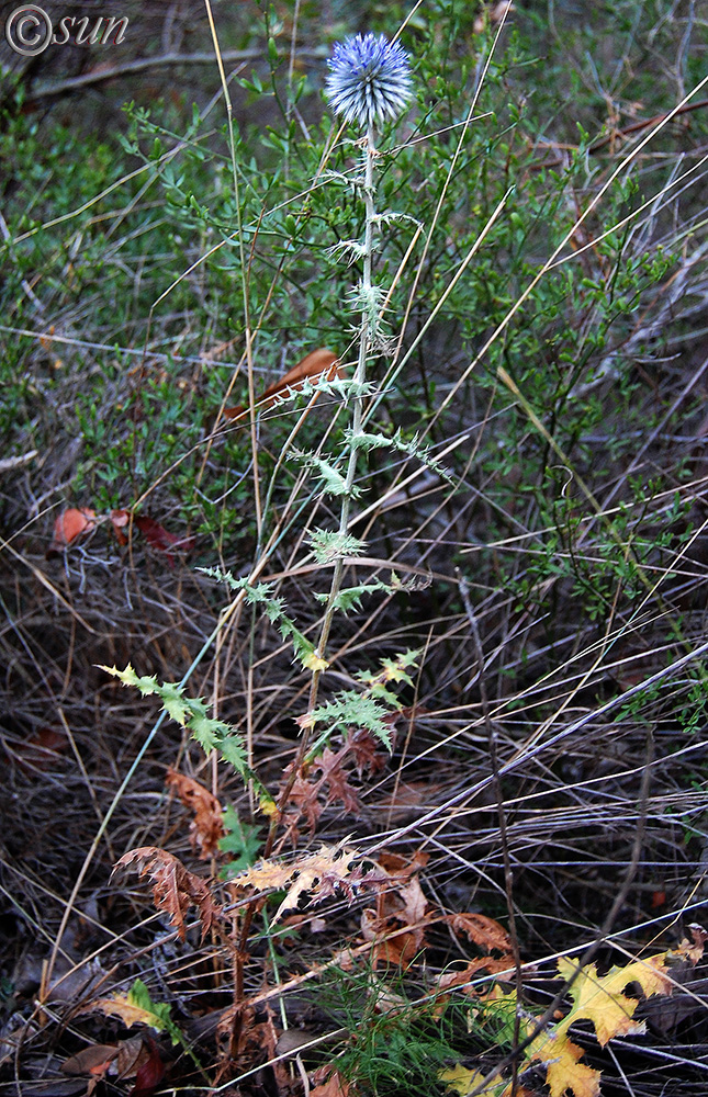 Image of Echinops ritro specimen.