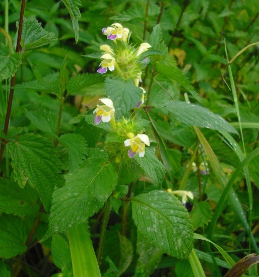 Image of Galeopsis speciosa specimen.