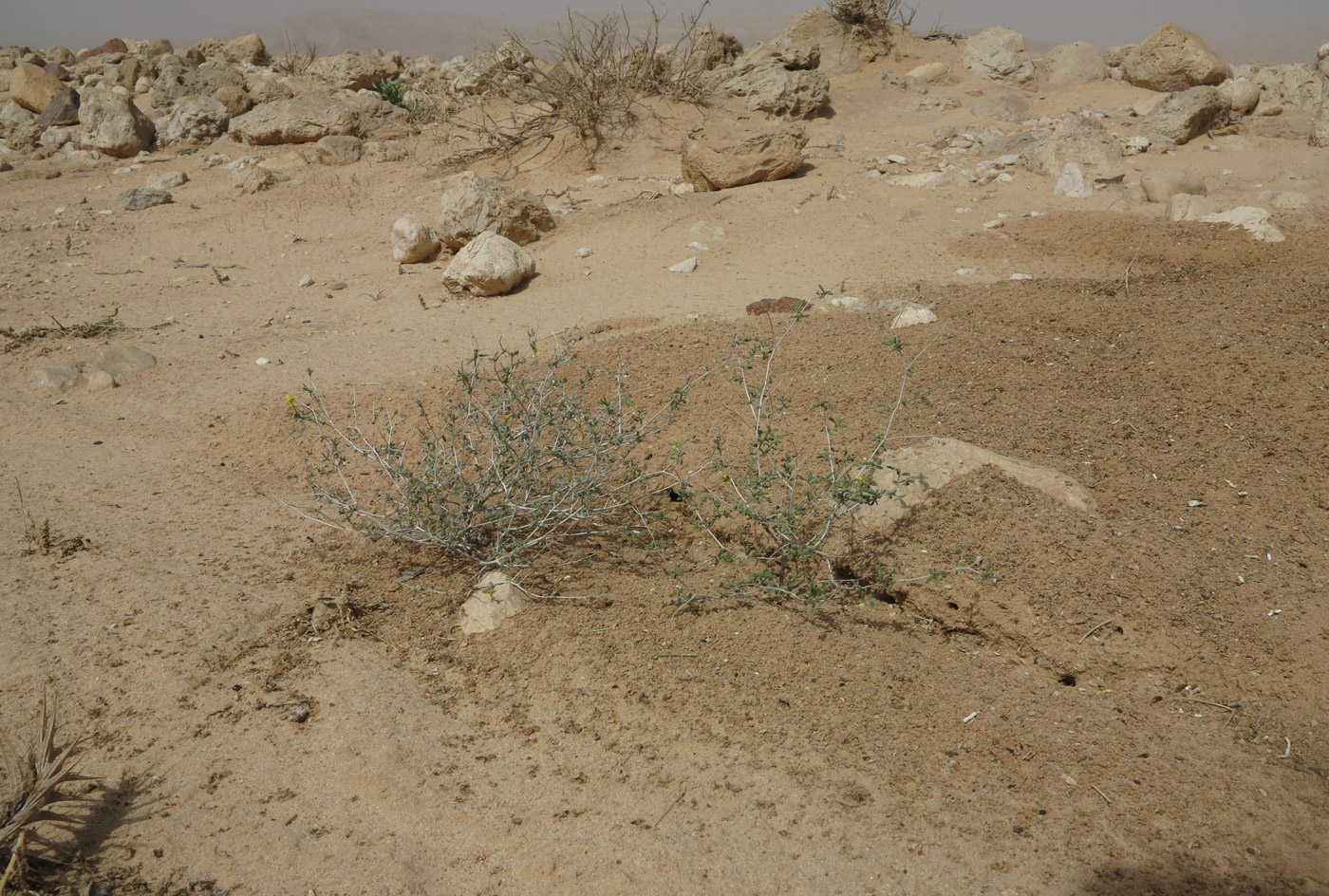 Image of Helianthemum sancti-antonii specimen.