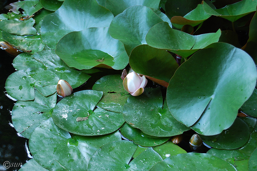 Image of Nymphaea &times; marliacea specimen.