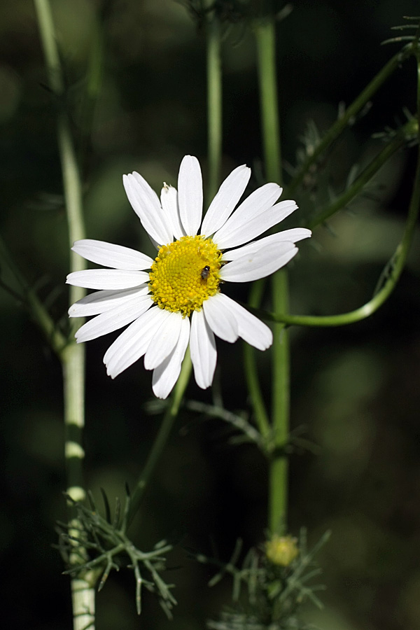 Изображение особи Tripleurospermum inodorum.