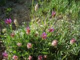 Astragalus pseudonobilis. Цветущее и плодоносящее растение. Узбекистан, склон Угамского хр. близ кишл. Сиджак. Вторая декада мая.