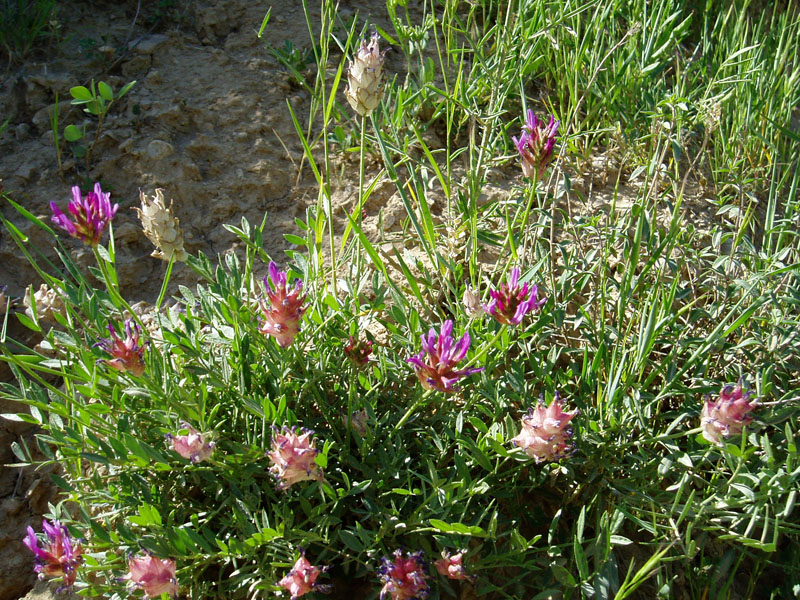 Image of Astragalus pseudonobilis specimen.