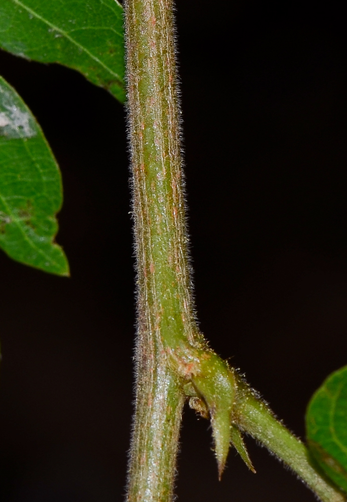 Изображение особи Calliandra haematocephala.