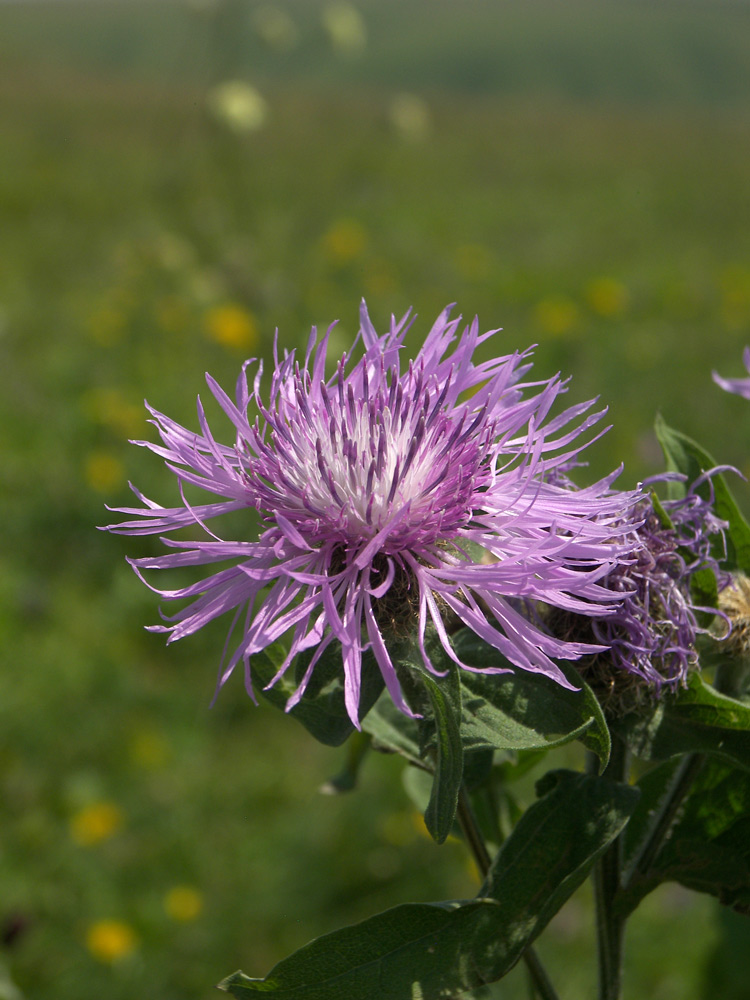 Изображение особи Centaurea alutacea.