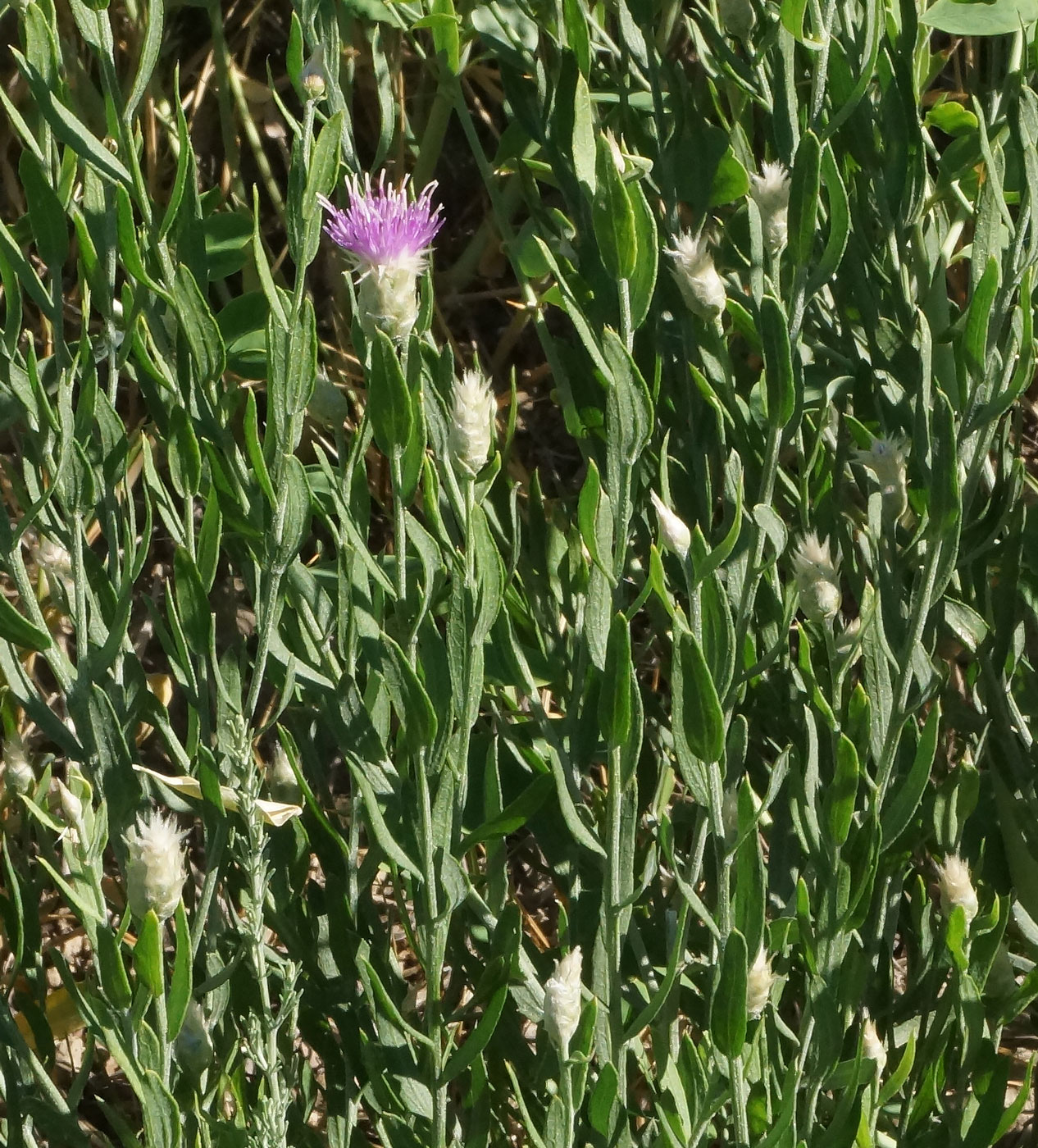 Image of Acroptilon repens specimen.