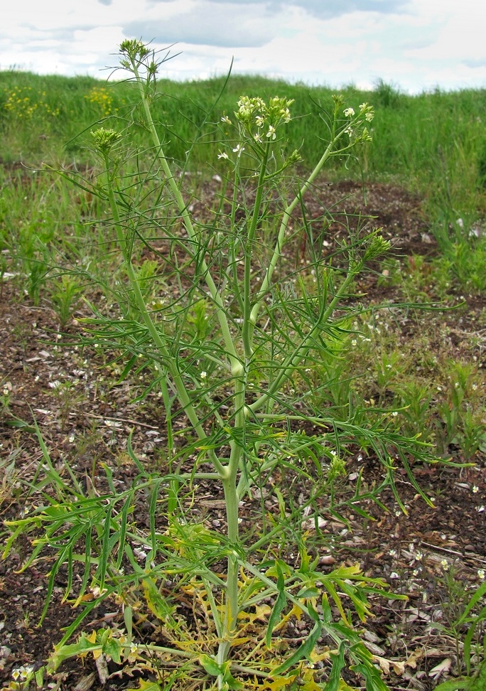 Image of Sisymbrium altissimum specimen.