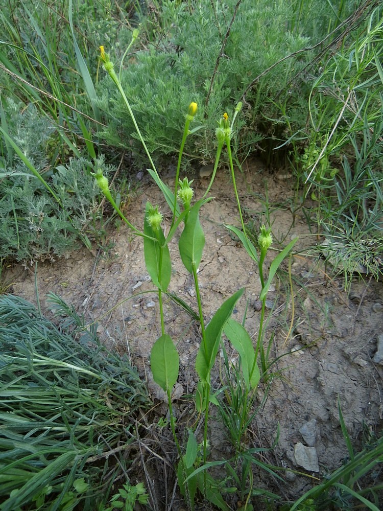 Изображение особи Acanthocephalus benthamianus.