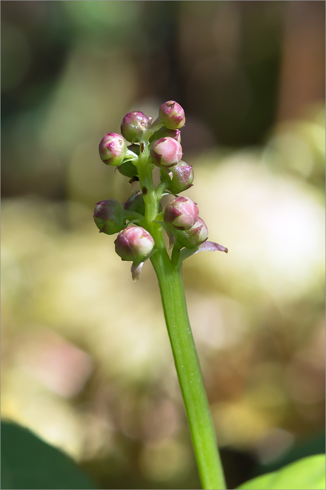 Изображение особи Pyrola minor.