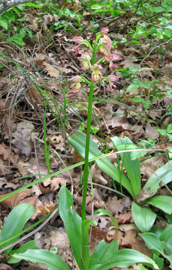 Изображение особи Orchis &times; wulffiana.