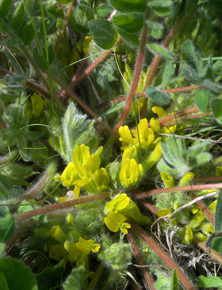 Image of Astragalus pubiflorus specimen.