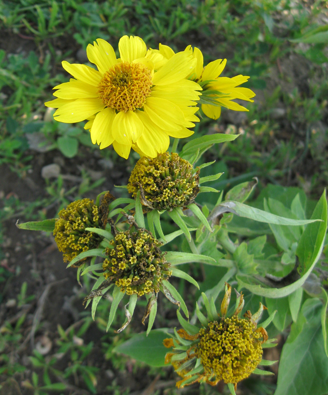 Image of genus Ximenesia specimen.