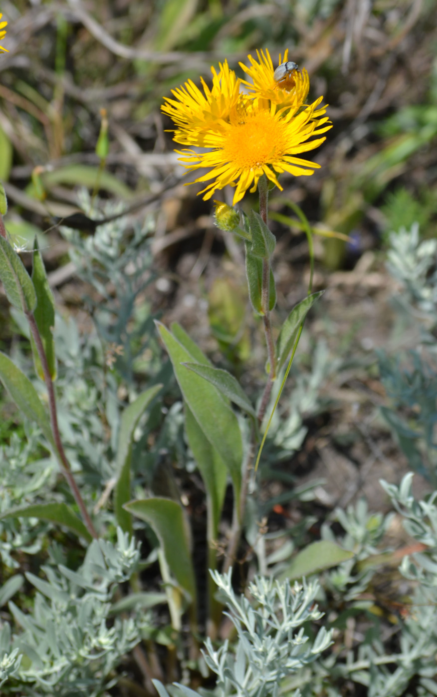 Изображение особи Inula oculus-christi.