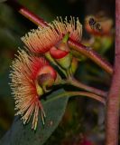 genus Eucalyptus. Соцветие. Израиль, Шарон, пос. Кфар Монаш, ботанический сад \"Хават Ганой\". 15.12.2015.