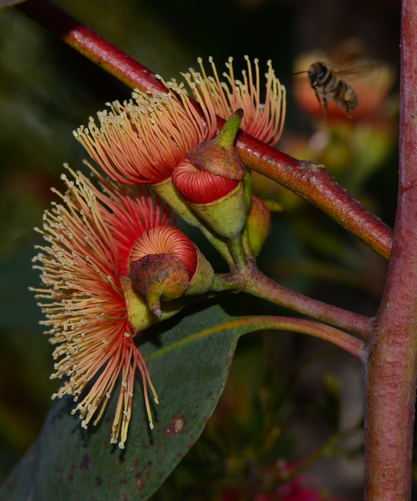 Image of genus Eucalyptus specimen.