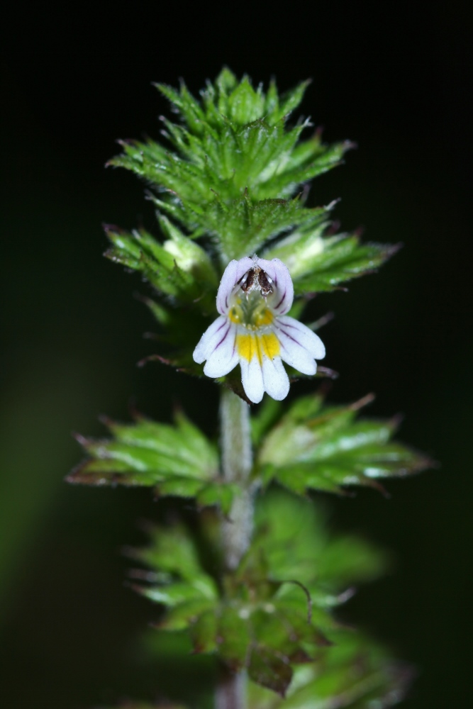 Изображение особи Euphrasia maximowiczii.