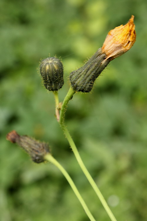 Image of Sonchus arvensis specimen.