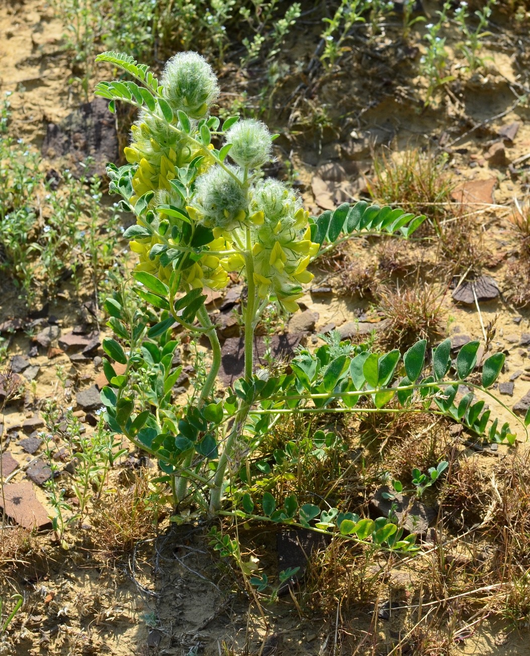 Image of Astragalus vulpinus specimen.