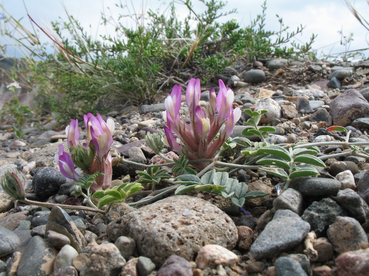 Изображение особи Astragalus infractus.