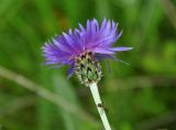 Centaurea fuscomarginata