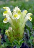Scutellaria polyodon