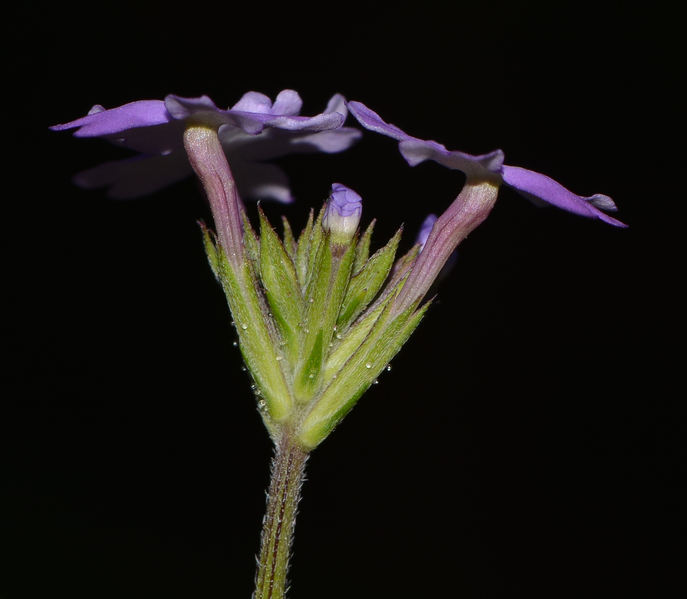 Image of Glandularia pulchella specimen.