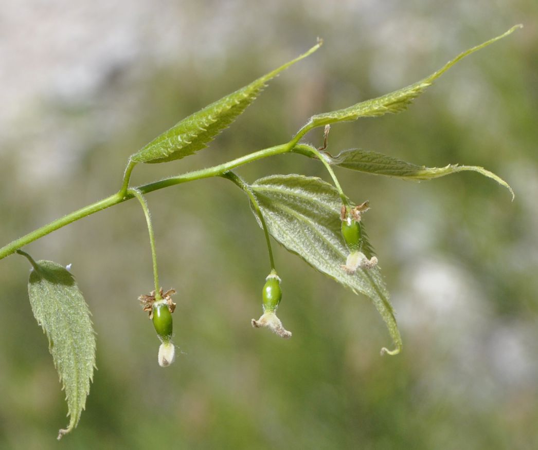 Image of Celtis australis specimen.