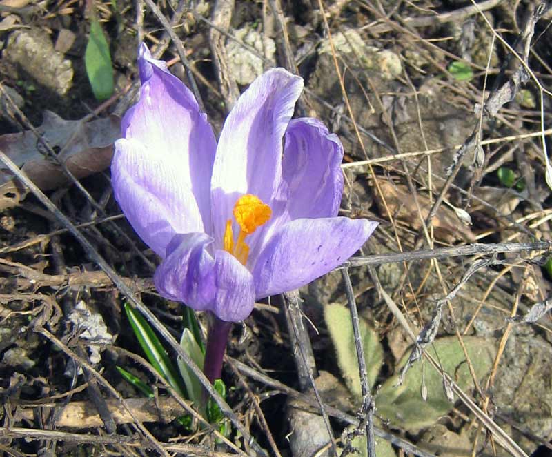 Image of Crocus vernus specimen.