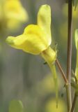 Linaria uralensis