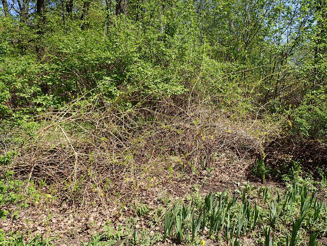 Image of genus Forsythia specimen.