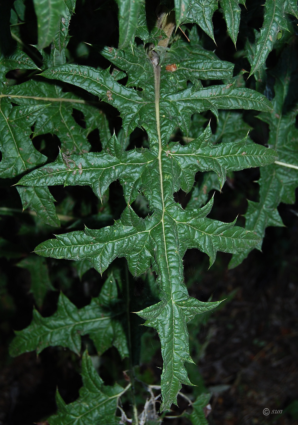 Image of Echinops sphaerocephalus specimen.