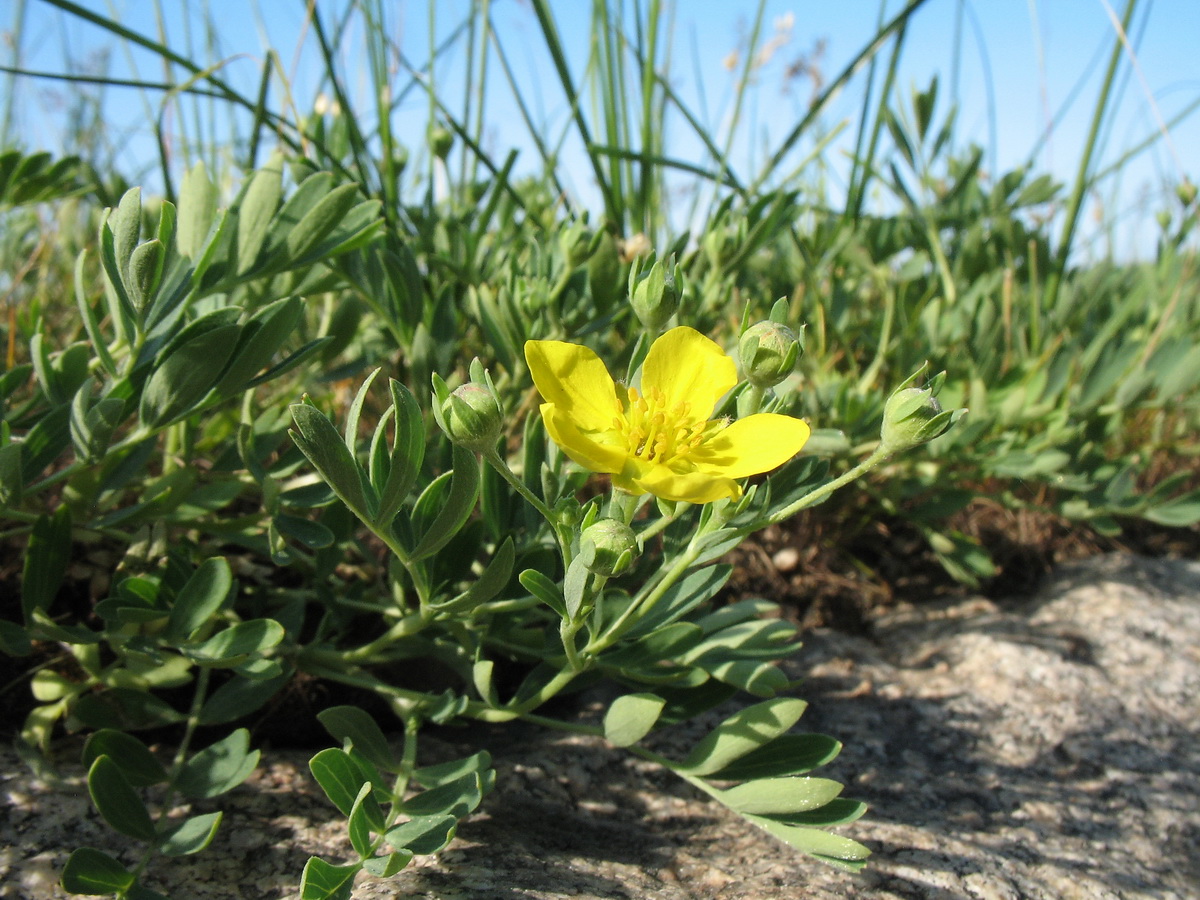 Image of Potentilla orientalis specimen.