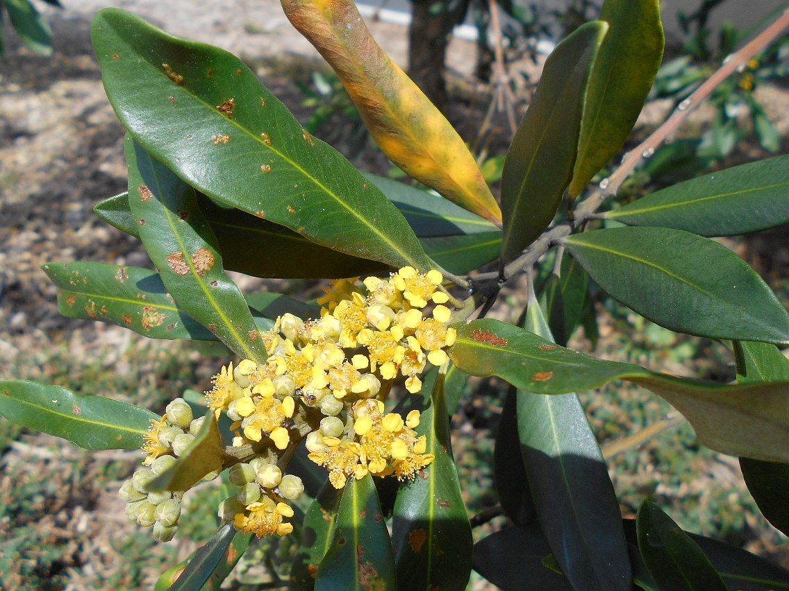 Image of Tristaniopsis laurina specimen.