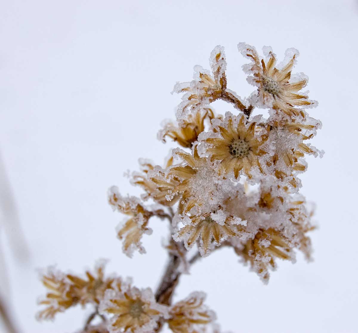 Image of Solidago virgaurea specimen.