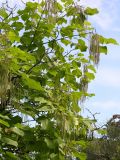 Catalpa bignonioides. Часть кроны плодоносящего дерева. Санкт-Петербург, Ботанический сад БИН РАН, в культуре. 21.08.2010.