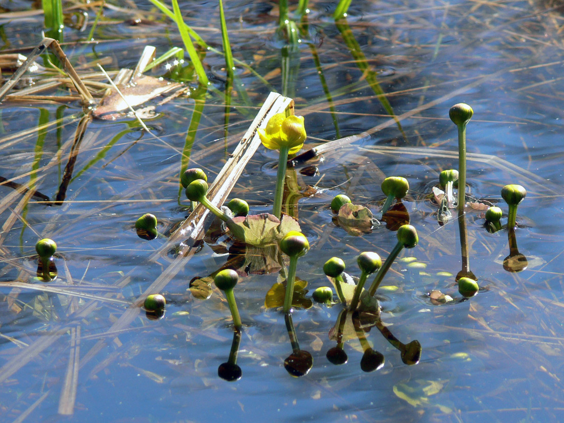 Image of Caltha palustris specimen.