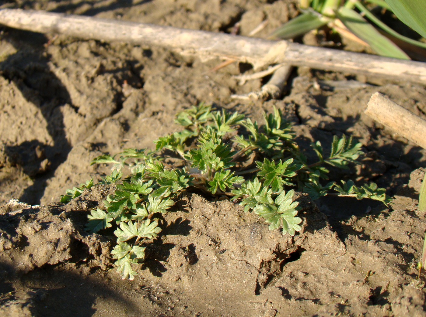 Image of Potentilla supina specimen.