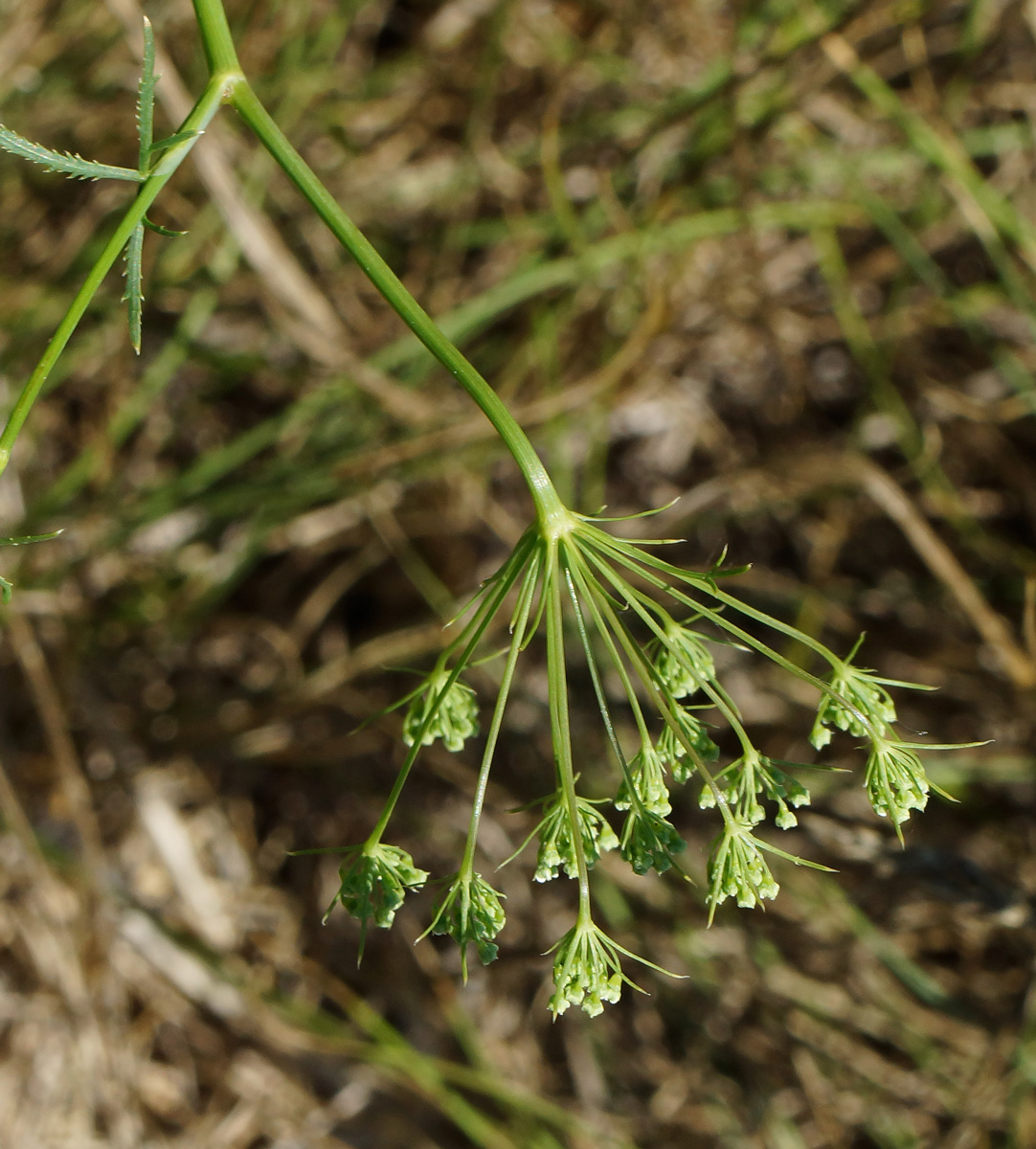 Изображение особи Falcaria vulgaris.