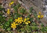 Coronilla coronata