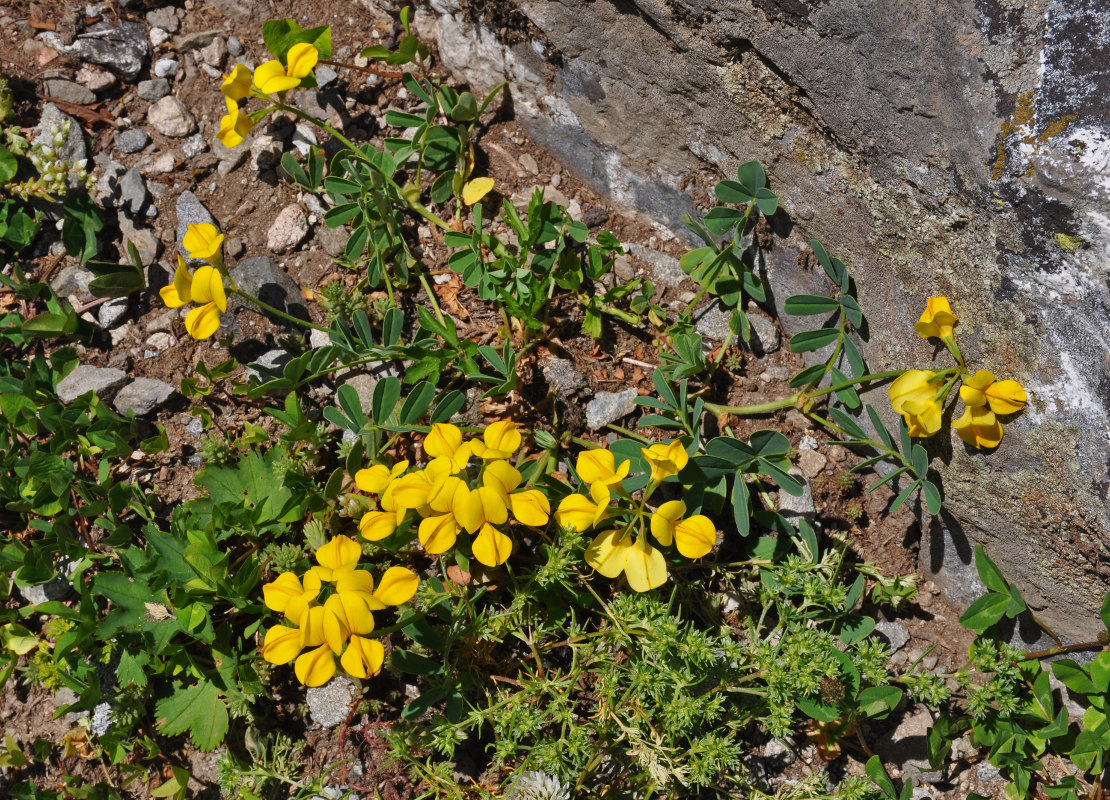 Image of Coronilla coronata specimen.