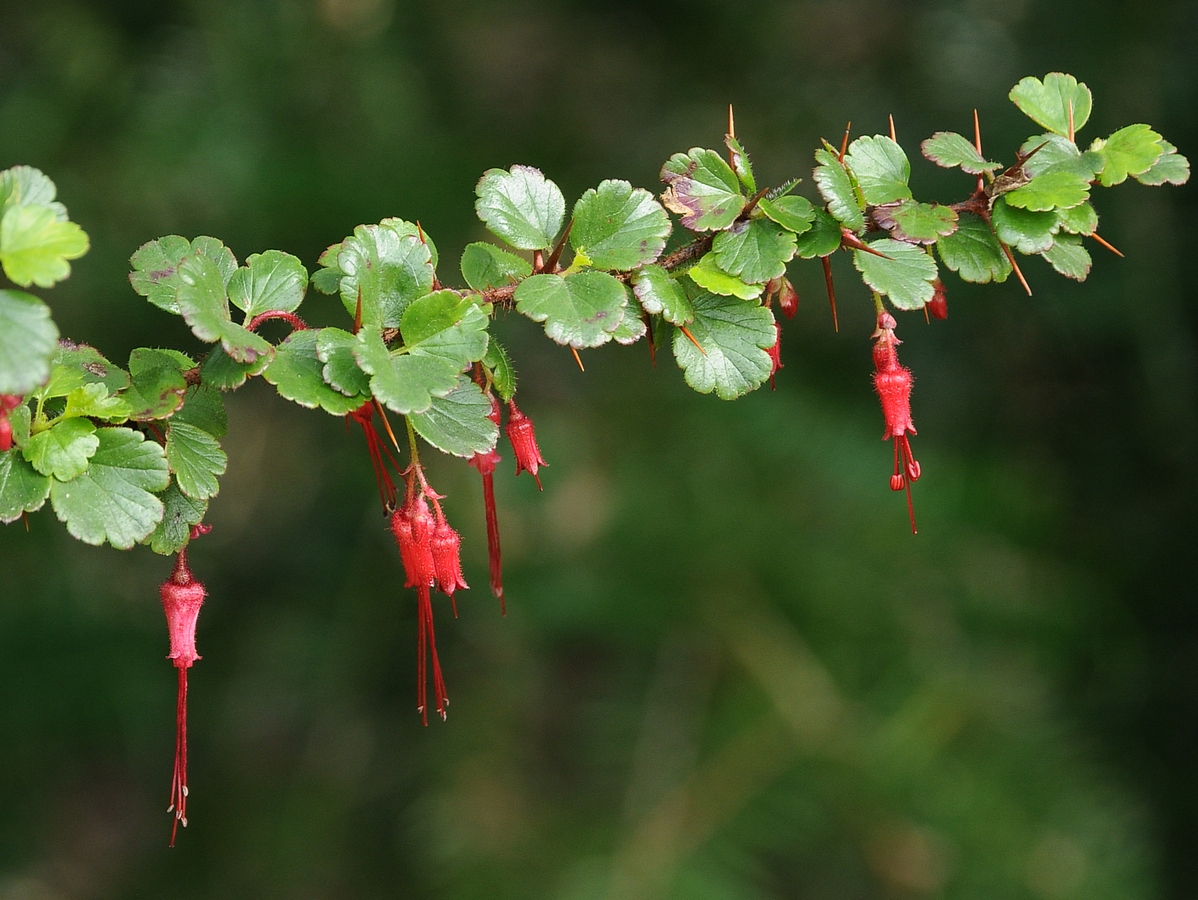 Image of Ribes speciosum specimen.