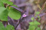 Tradescantia pallida. Верхушка цветущего растения. Китай, провинция Гуандун, р-н Шаогуань, геопарк \"Дансия\", открытое место на почти вертикальном склоне горы. 17.10.2017.