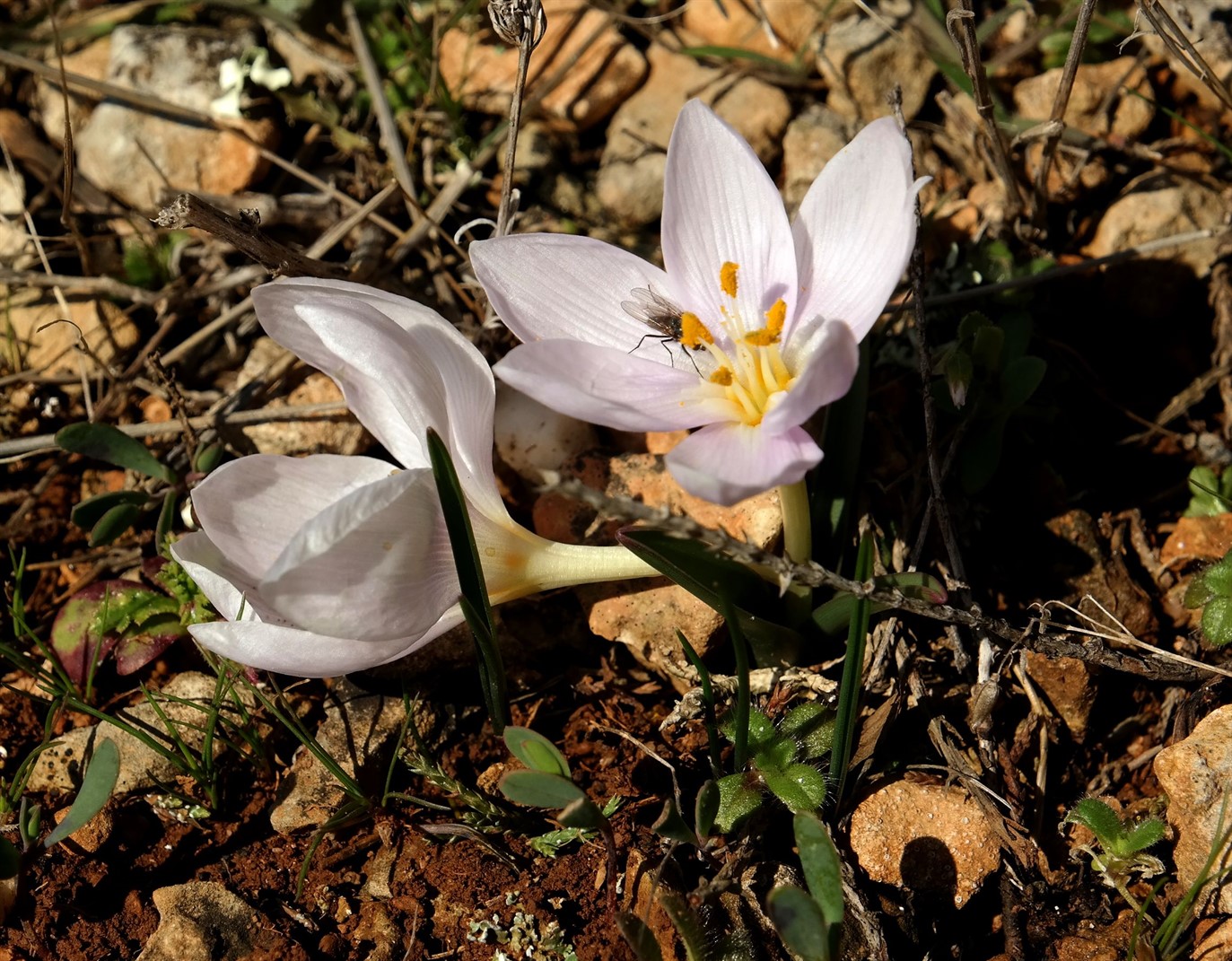 Image of Colchicum triphyllum specimen.