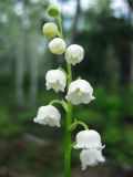 Convallaria majalis. Соцветие (вид спереди). Украина, Киев, заказник \"Лесники\", боровая терраса Днепра. 9 мая 2010 г.