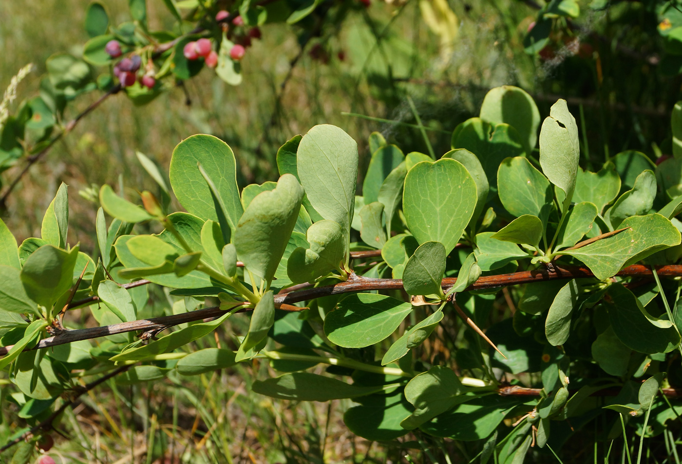 Image of Berberis sphaerocarpa specimen.