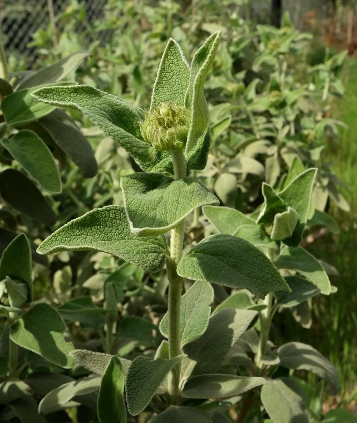 Изображение особи Phlomis fruticosa.