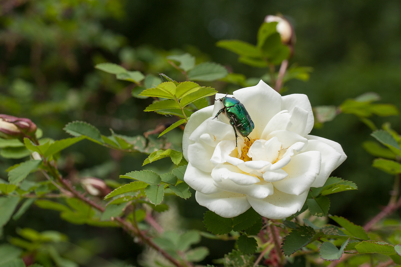 Изображение особи Rosa spinosissima.