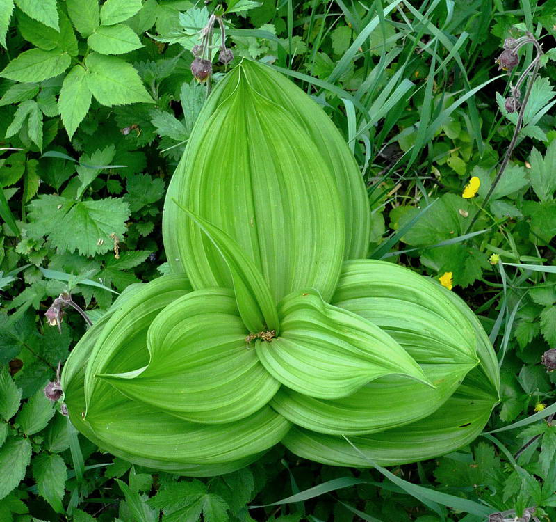 Изображение особи Veratrum lobelianum.