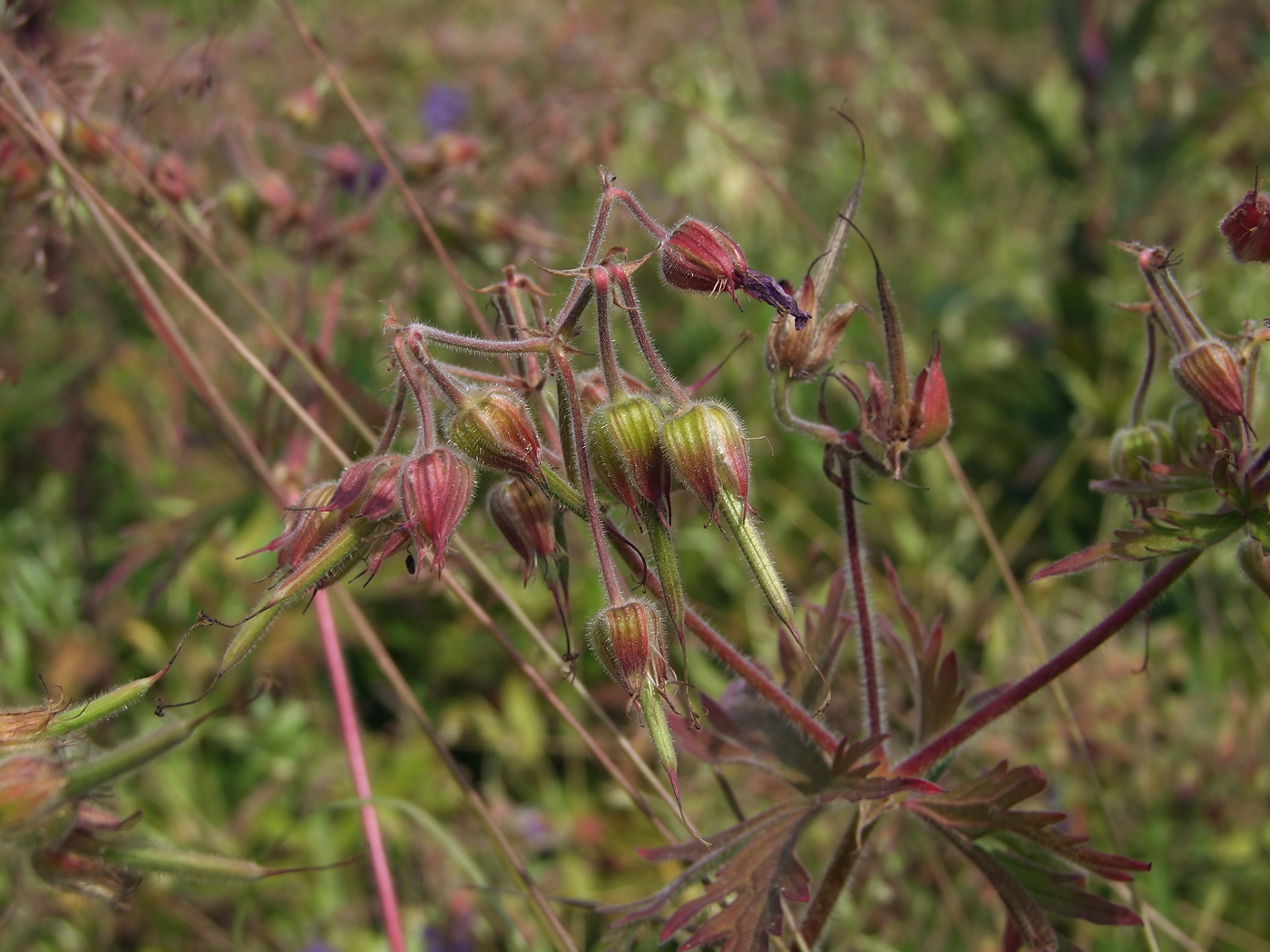 Изображение особи Geranium pratense.